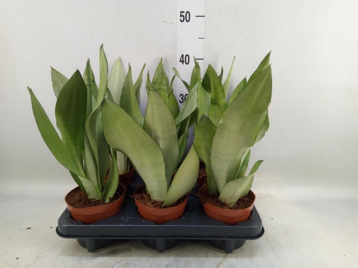 <h4>Sansevieria trifa. 'Moonshine'</h4>