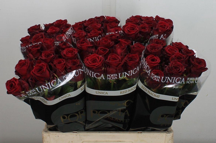 <h4>R Gr Red Naomi Unica 60 Rauw</h4>