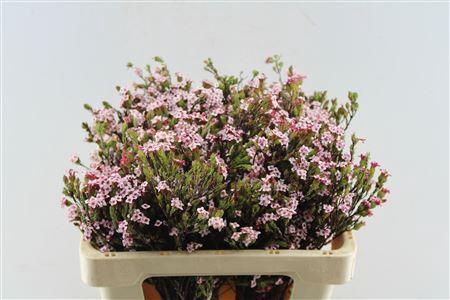 <h4>KAAPS ERICA FOUR SISTERS</h4>