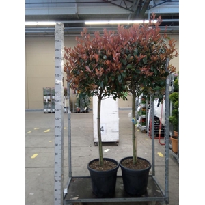 Photinia fraseri