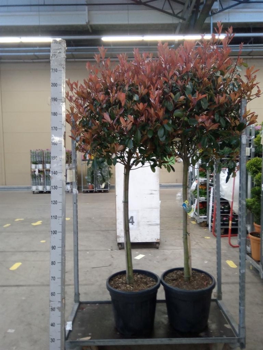 <h4>Photinia fraseri</h4>