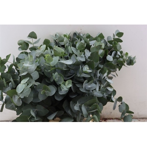 Euca Cinerea 55 Cm P Stem