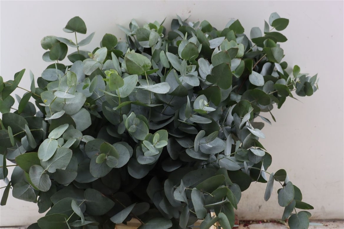 Euca Cinerea 55 Cm P Stem