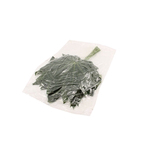 Aralia Large V P X5