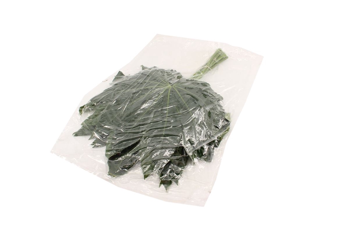 <h4>Aralia Large V P X5</h4>