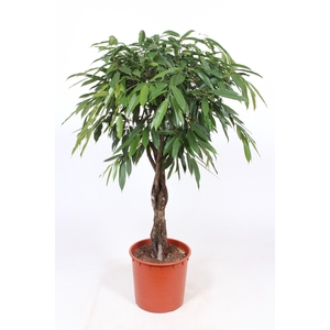 Ficus Amstel King