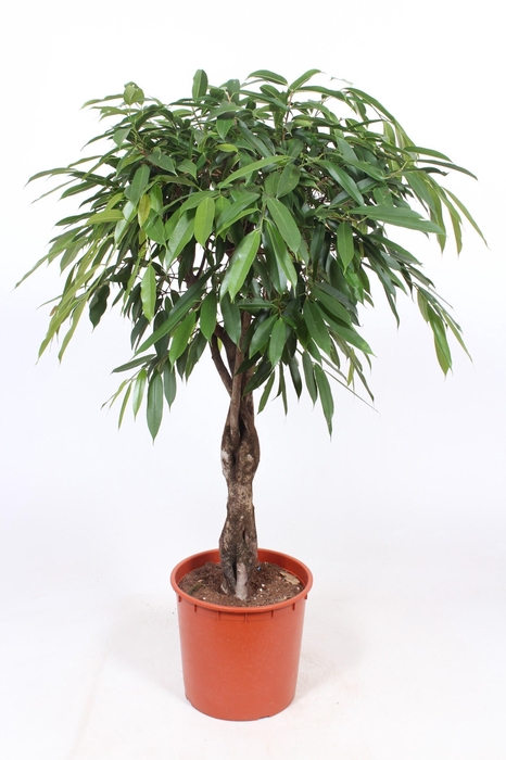<h4>Ficus Amstel King</h4>