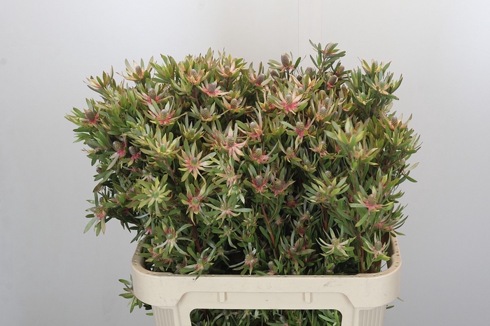Leucadendron Ayoba Star Pearl