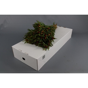 Leucadendron Ayoba Cherry Pearl Spray