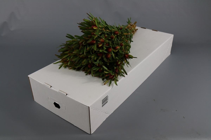 <h4>Leucadendron Ayoba Cherry Pearl Spray</h4>