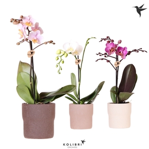 Kolibri Orchids Phalaenopsis mix 1 spike in Rustic pot sand mix