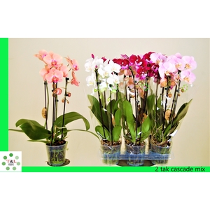 PHAL EL CASCADE