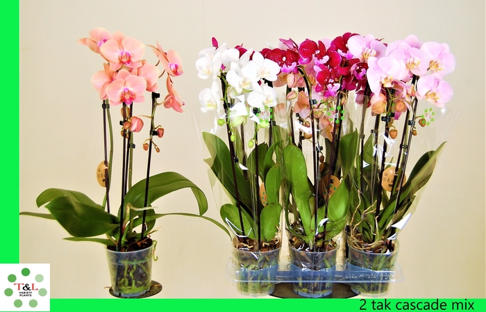 <h4>PHAL EL CASCADE</h4>