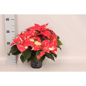 Poinsettia 13 cm Christmas Feelings® Glitter