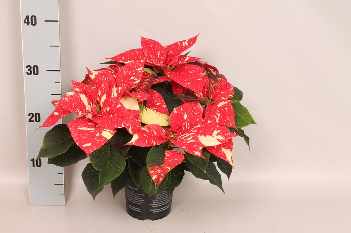 Poinsettia 13 cm Christmas Feelings® Glitter