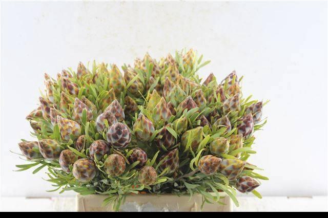 <h4>LEUCAD RUBRUM</h4>