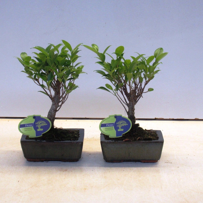 <h4>Ficus retusa, 15cm., broom, without drip tray</h4>