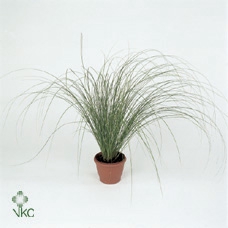 Carex 'Fisher's Form' p12