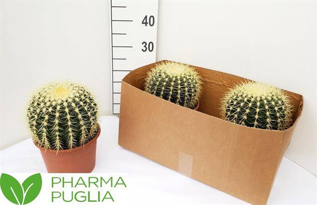 Echinocactus Grusonii (Cites) 20Ø 25cm