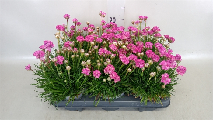 <h4>Armeria maritima 'Rosea'</h4>