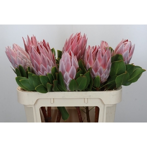 Protea Cynaroides