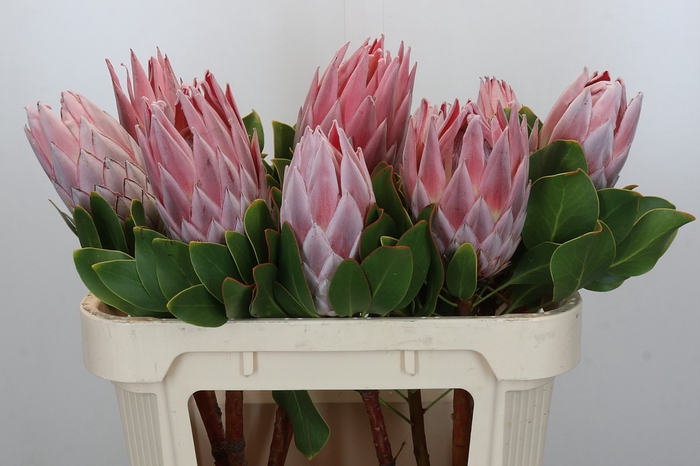 <h4>Protea Cynaroides</h4>