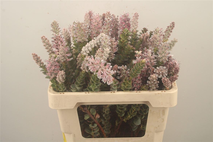 <h4>Kaaps Paranomus Reflexus</h4>