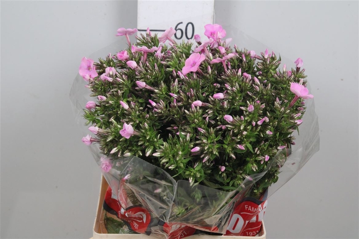 <h4>Phlox P Bri Missy</h4>