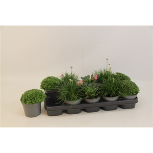 Vaste Planten mix 12 cm