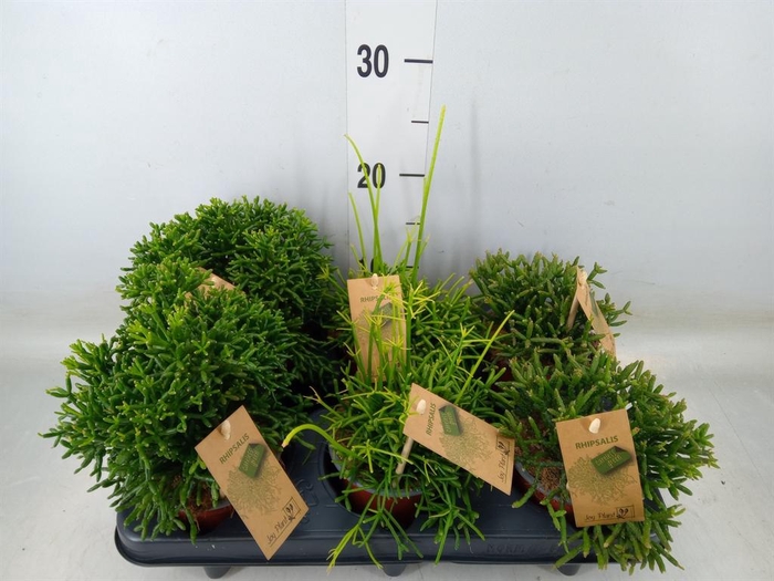 <h4>Rhipsalis   ...mix</h4>