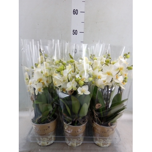 Phalaenopsis multi. 'Ant Lausanne'
