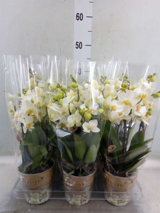 <h4>Phalaenopsis multi. 'Ant Lausanne'</h4>