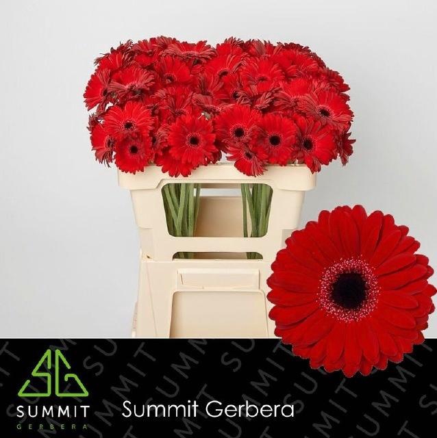 <h4>GE MI BLACK TIE</h4>