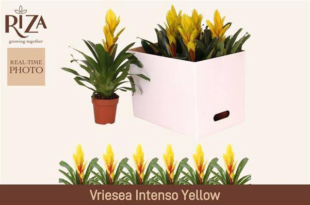 <h4>VRIES INTENSO YELLOW</h4>