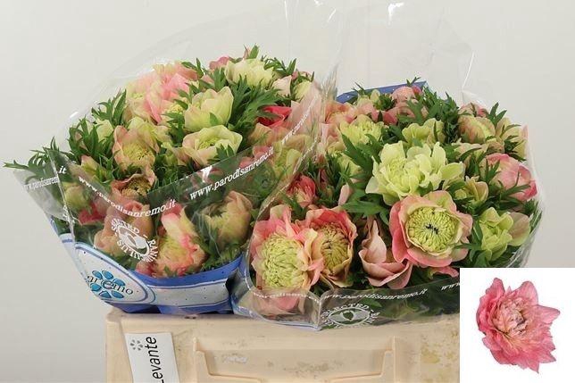 <h4>ANEM CO LEVAN ROSA</h4>