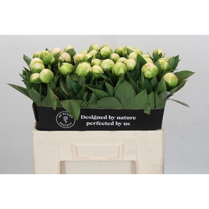 Paeonia Madame Claude Tain