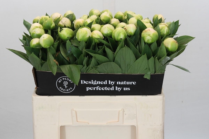 <h4>Paeonia Madame Claude Tain</h4>