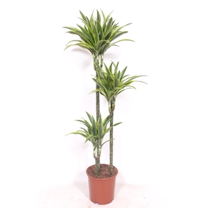 Dracaena Lemon Lime 90-60-30