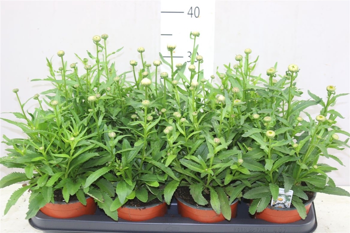 <h4>Leucanthemum Snow Lady</h4>
