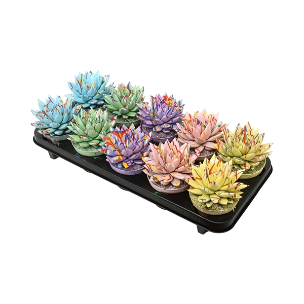 <h4>Echeveria coloured Splash pastel mix</h4>