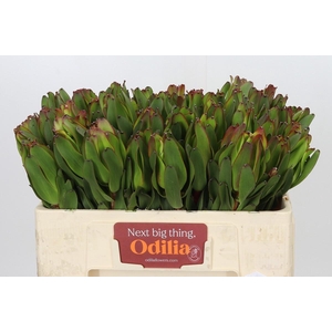 LEUCAD LAUREL YELLOW
