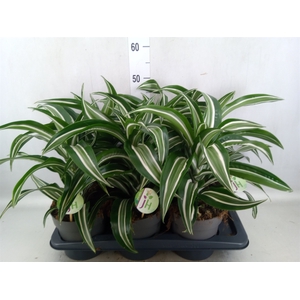 Dracaena frag. 'Jade Jewel'