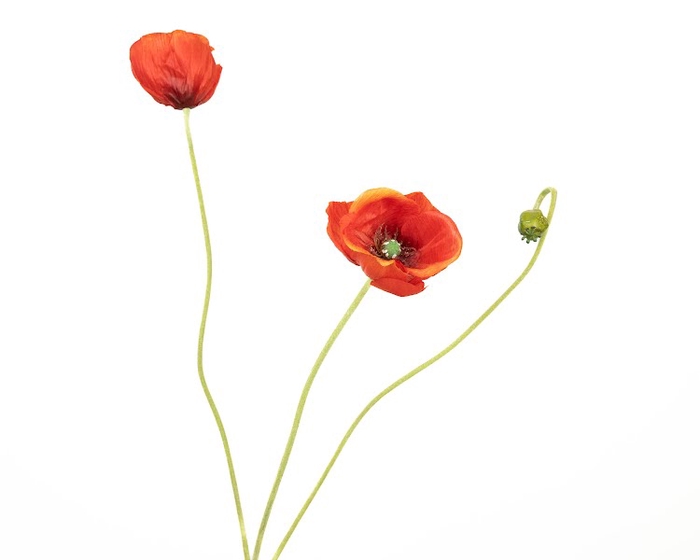 Papaver Orange