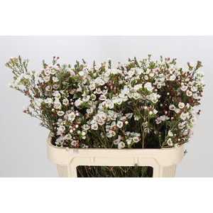 Chamelaucium Moonlight Delight
