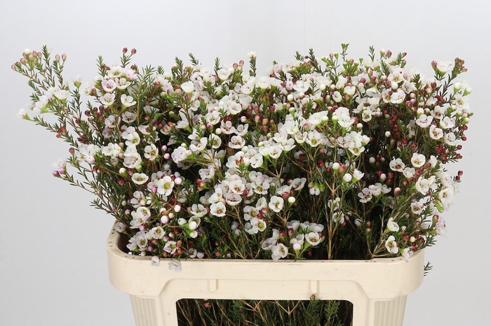 <h4>Chamelaucium Moonlight Delight</h4>