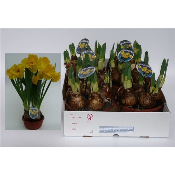 <h4>Narcissus Gold medal</h4>