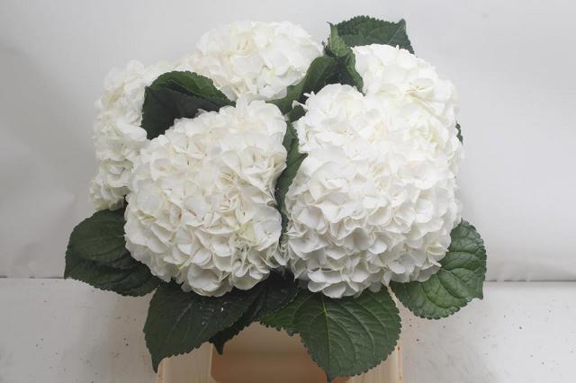 <h4>HYDR M CH ALLURE</h4>