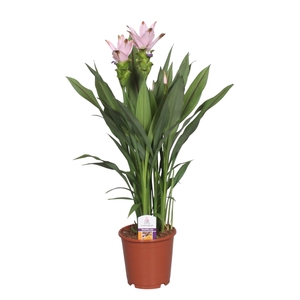 Curcuma alism. 'Siam Swing'