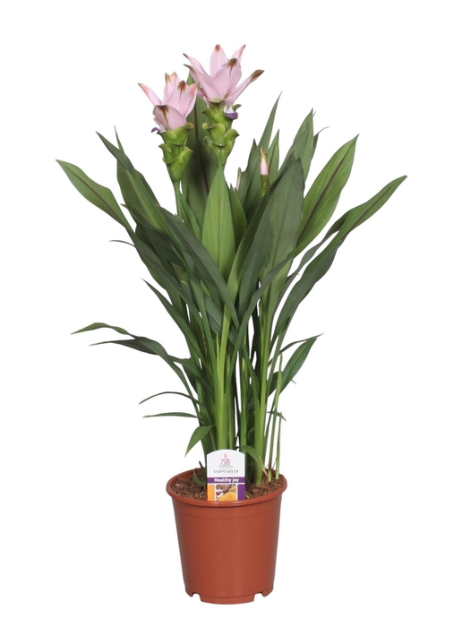 <h4>Curcuma alism. 'Siam Swing'</h4>