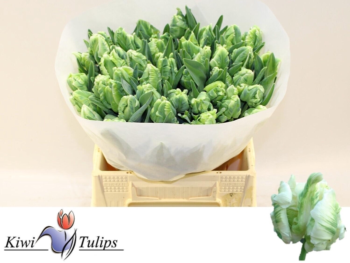 <h4>TU PA SUPER PARROT</h4>